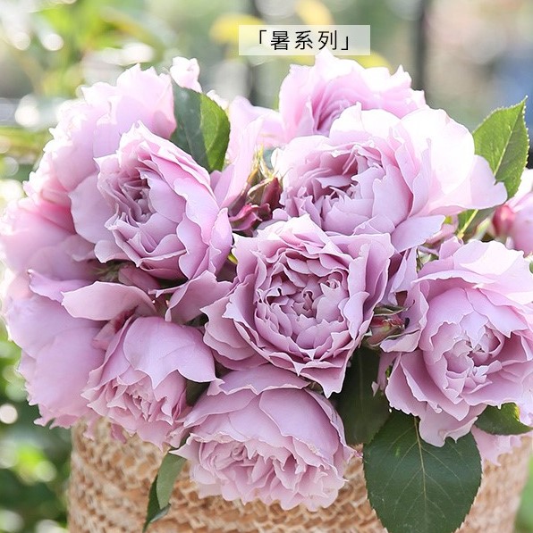 Роза флорибунда Меджик Пепл